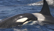 Expertos creen que las interacciones de orcas con veleros son episodios de juegos