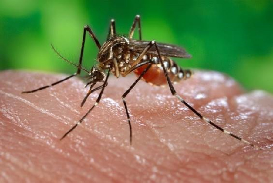 Detectan en Málaga un aumento de los mosquitos transmisores del virus del Nilo Occidental