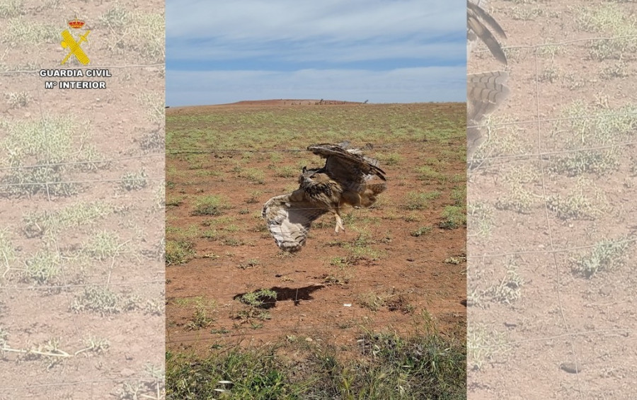 El Seprona rescata a un búho real atrapado en un vallado