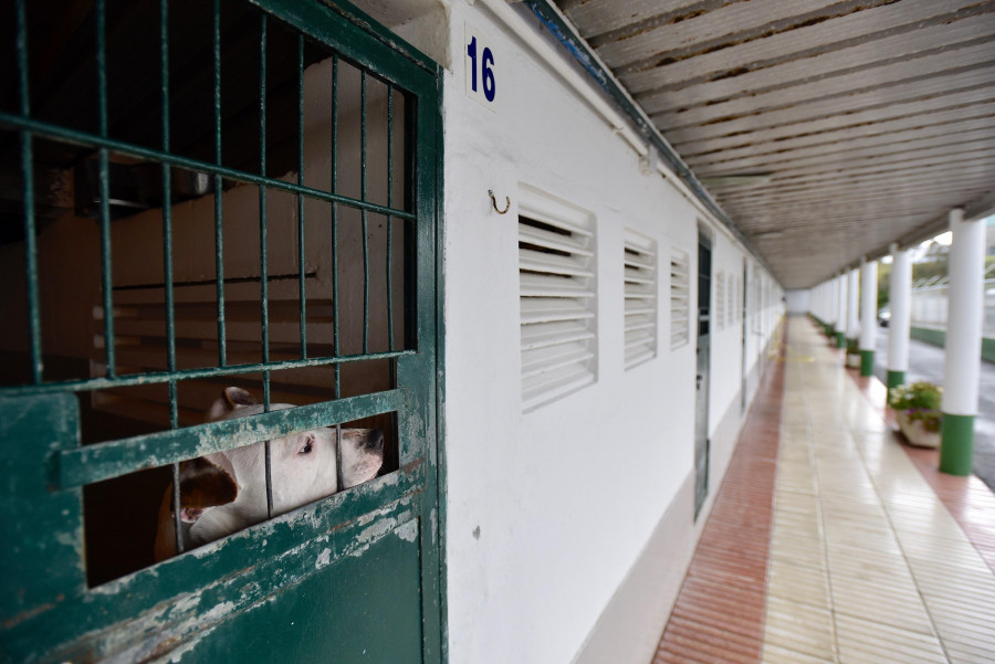 El 092 se incauta de un perro cuyo dueño casi estrangula junto a la estación de tren