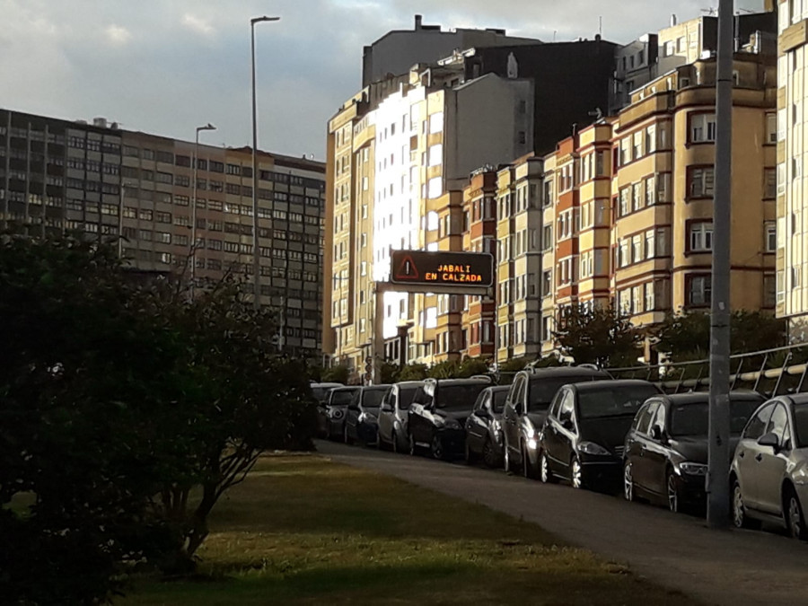 Un jabalí provoca un corte del tráfico a la altura de A Pasaxe, a la salida de A Coruña