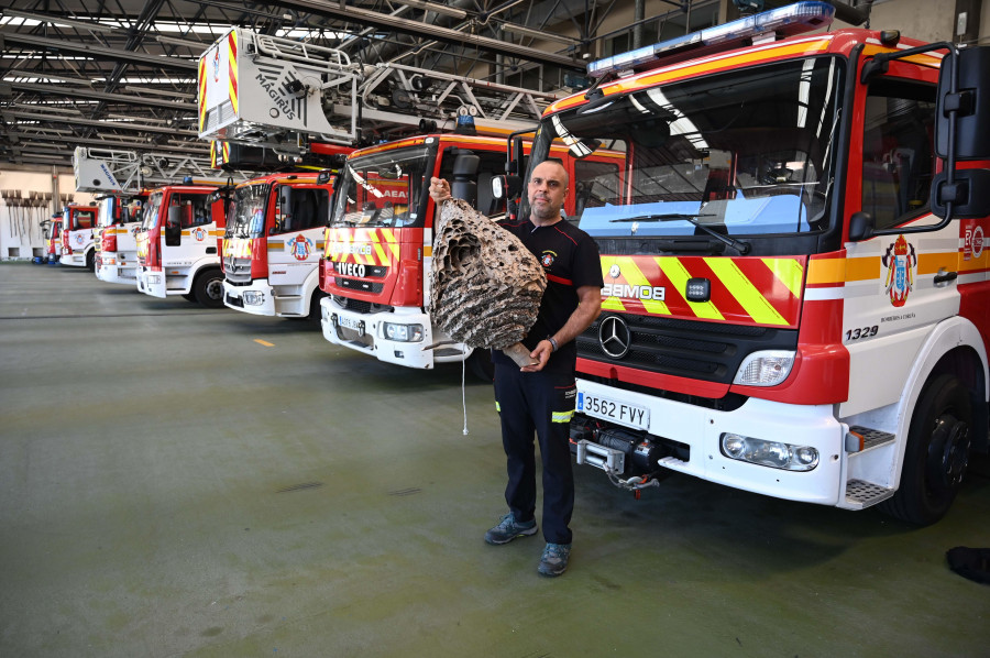 Los avisos por la presencia de nidos de avispas saturan al servicio de Bomberos