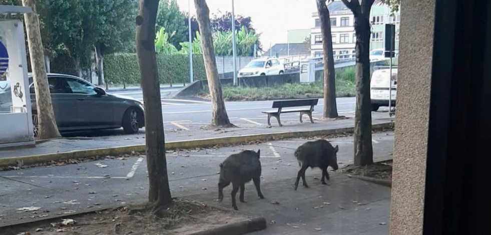 Unos jabalíes madrugadores se pasean por la avenida del Che en Oleiros