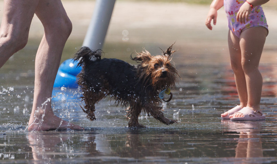 Ourense estudia poner en marcha una playa fluvial para perros en el río Miño