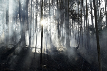 Zona humeante y quemada tras el incendio de Suevos EFE Moncho Fuentes