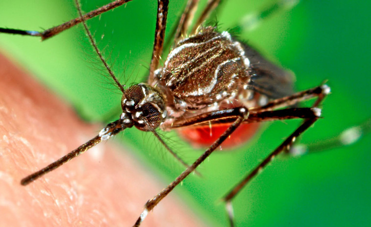 El Sergas asegura que “no hay problema ni temor” tras la aparición del mosquito tigre