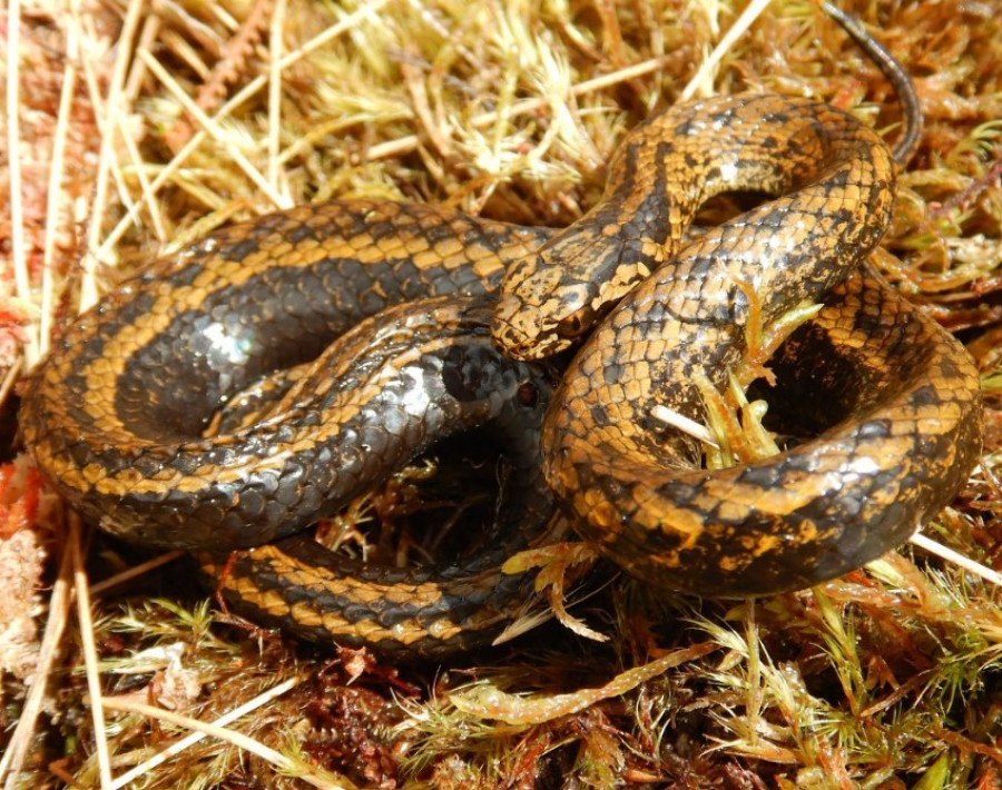 "Harrison Ford", la nueva especie de serpiente descubierta en Perú