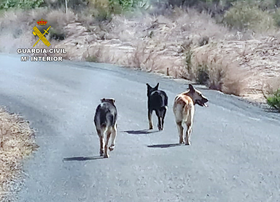 Investigados en Murcia por abandonar varios perros que mataron a una veintena de ovejas