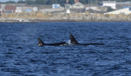 Remolcado en Muros un velero que sufrió daños por orcas