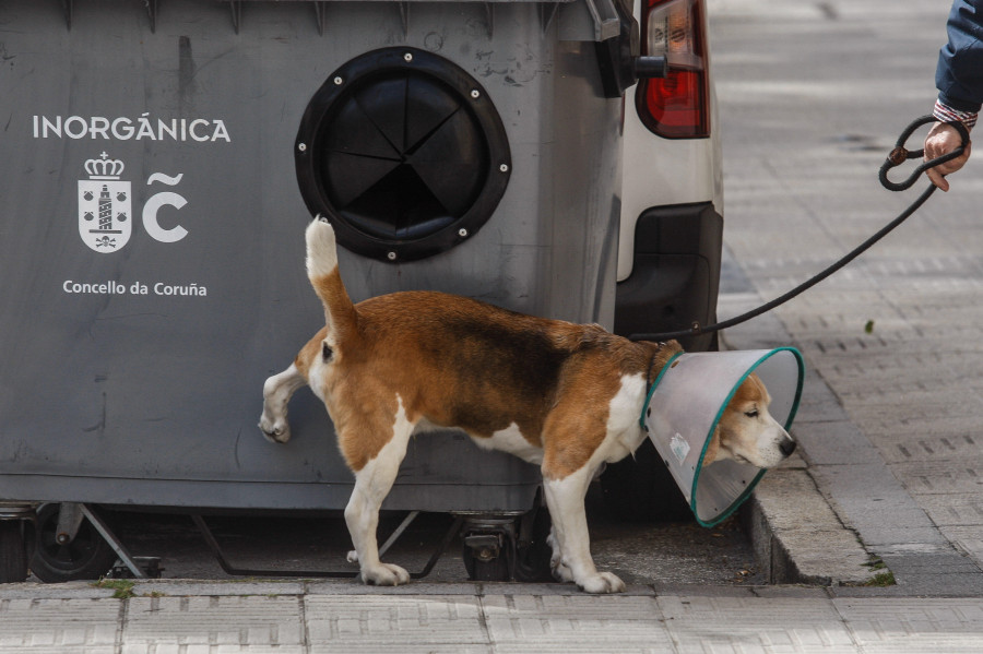 El pleno del jueves aprobará la ordenanza de Bienestar Animal