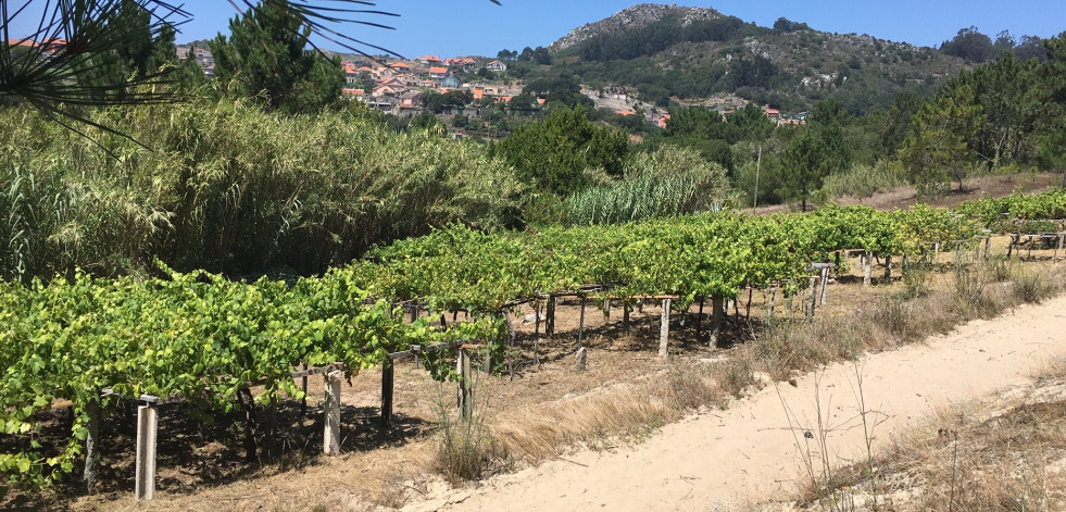 El “vino de la arena” de los viñedos centenarios de Cangas de Morrazo protagoniza la nueva edición de Viñadores do Atlántico