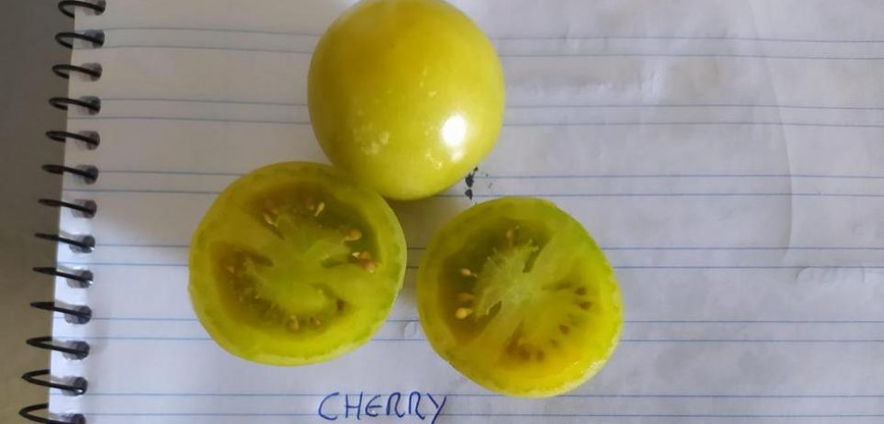 Tomates cherry A Marola y ‘Tetas de Sacristana’: consulta aquí el especial Gastro Ideal