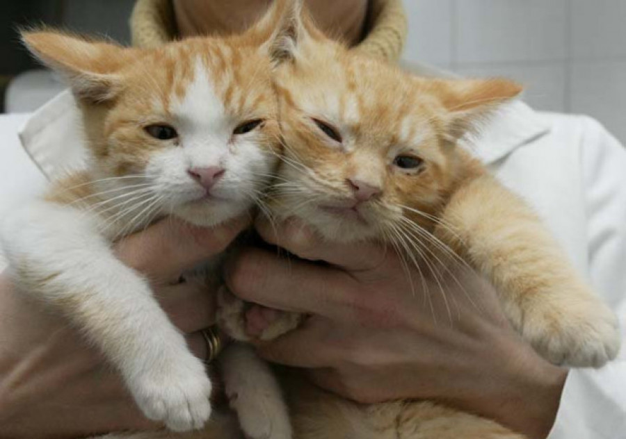 Los dueños de gatos veganos dicen que sus mascotas están más sanas que las que comen carne