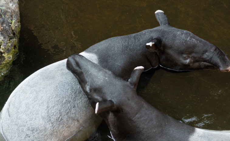 Los tapires malayos de Málaga protagonizan sus primeras cópulas