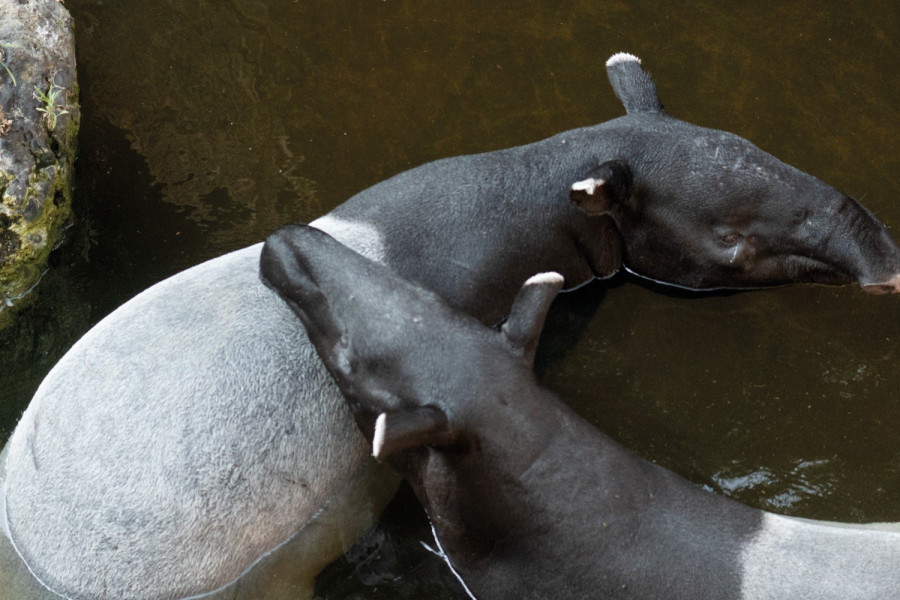 Los tapires malayos de Málaga protagonizan sus primeras cópulas