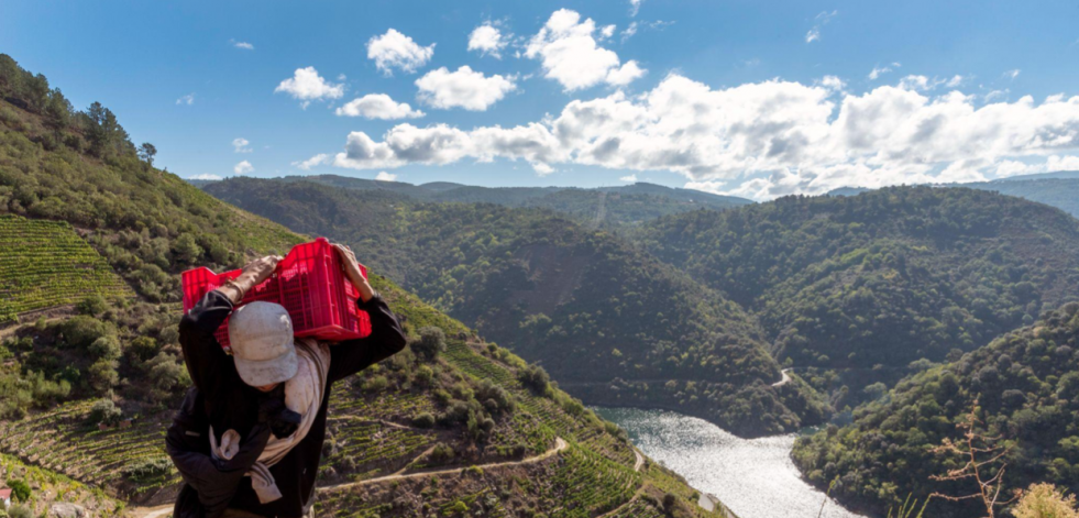 Bodegas Regina Viarum inicia la vendimia en Ribeira Sacra y presenta sus Jornadas Heroicas