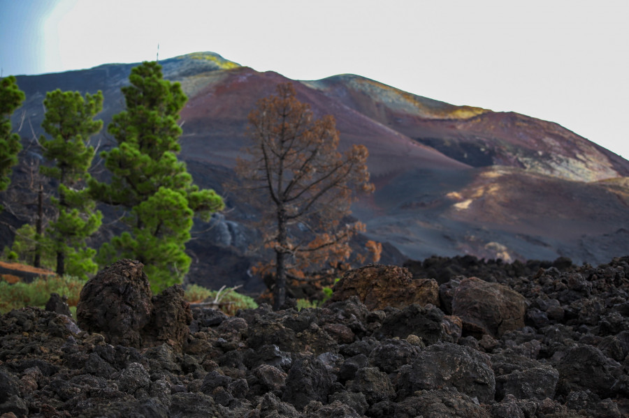 Del erial al vergel: la frontera de la vida en el borde de la colada, dos años después de la erupción en La Palma