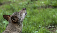 Las plataformas ecologistas enseñan los dientes en defensa del lobo en la UE