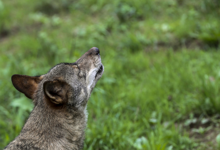 Las plataformas ecologistas enseñan los dientes en defensa del lobo en la UE