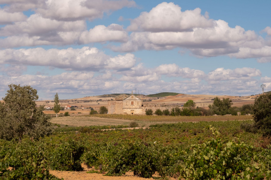 Viñas del Cénit lanza la colección Field Blend