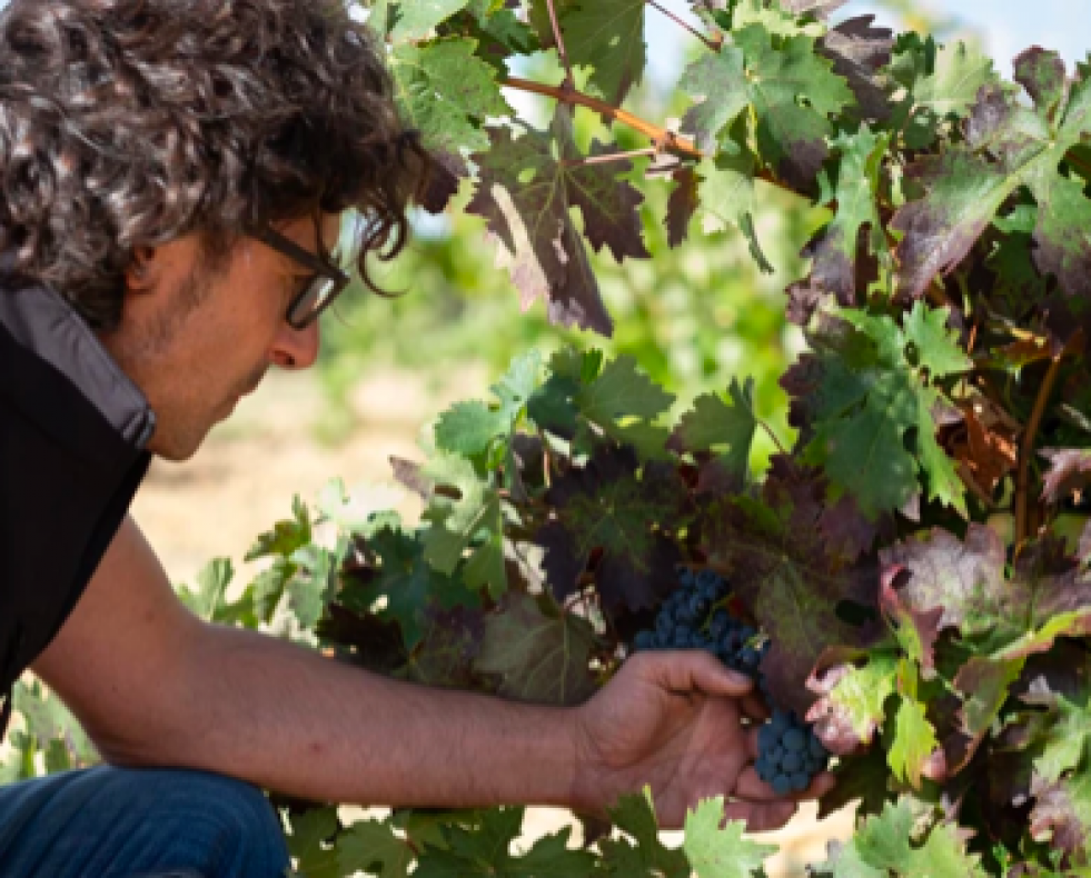 Viñas del Cénit