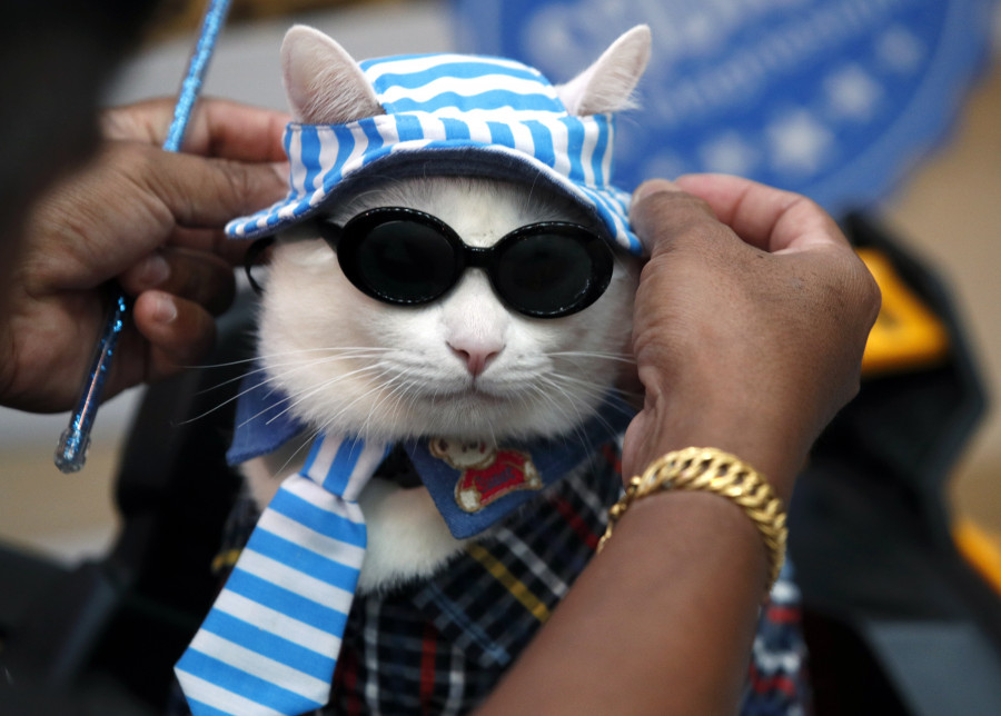 Exhibición gatuna en Bangkok