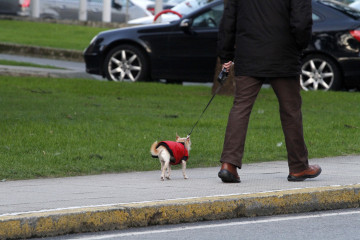 Paseo perro