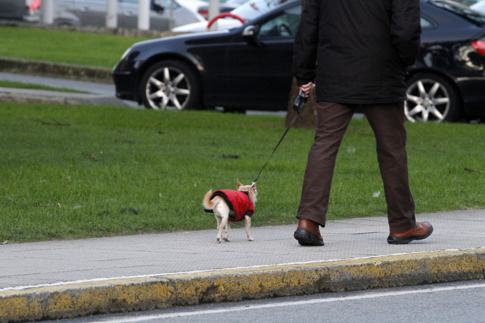 Paseo perro