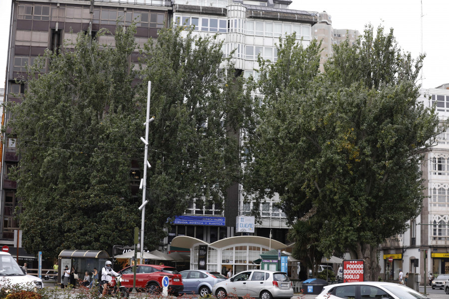 El mal estado de los álamos de la plaza de Ourense obliga a  podas para reducir  el peligro de caídas