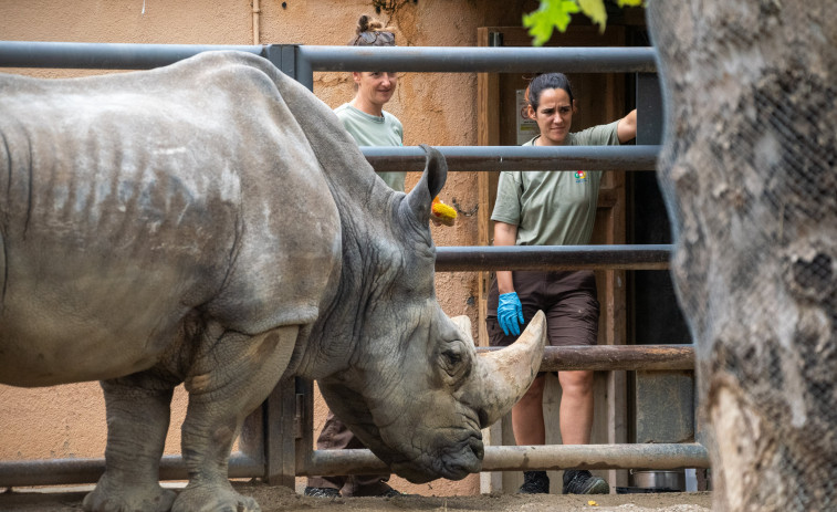 Fallece en el zoo de Barcelona el rinoceronte blanco más longevo de Europa