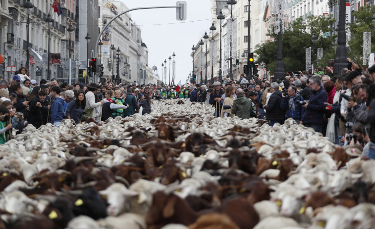 Mil ovejas y cabras inundan Madrid pastoreadas por primera vez por una mujer