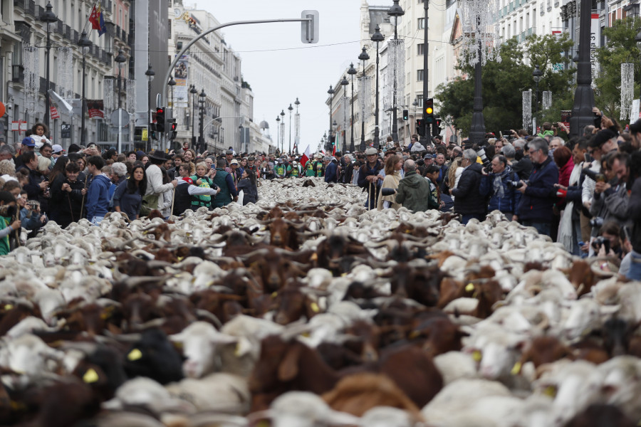 Mil ovejas y cabras inundan Madrid pastoreadas por primera vez por una mujer