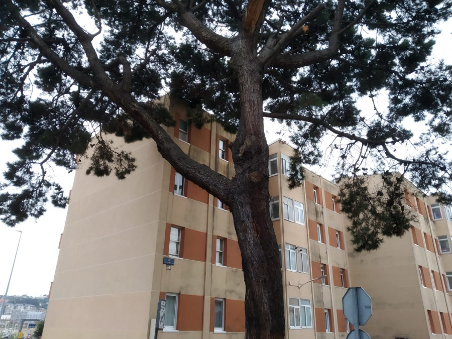 El BNG alerta del desprendimiento de ramas de un árbol del Barrio de las Flores