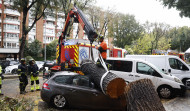 Fallece una joven en Madrid tras caerle un árbol por el fuerte viento