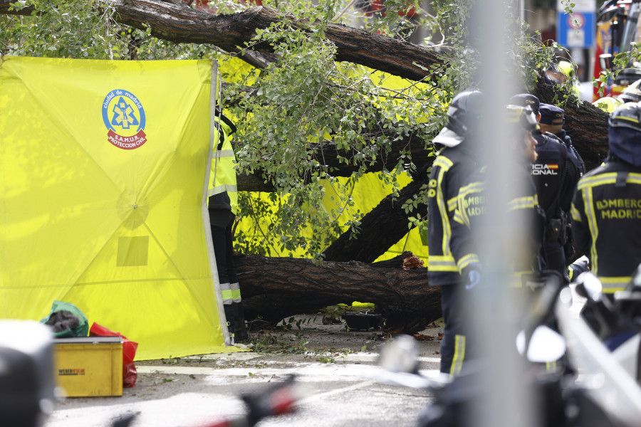 El olmo que mató a una joven en Madrid era un "árbol sano" revisado dos veces