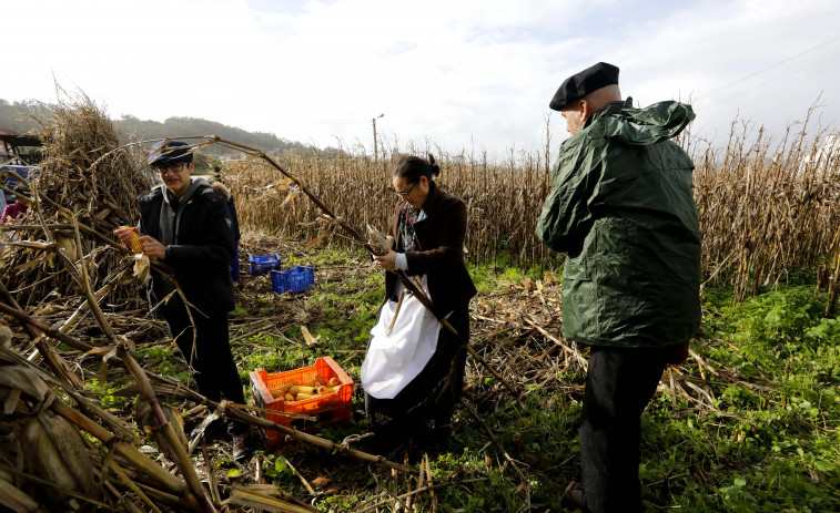 Reportaje | Lañas mantiene viva la tradición con su Esfolla Popular