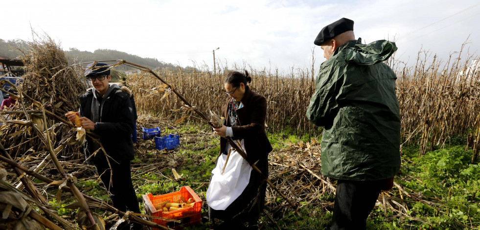 Reportaje | Lañas mantiene viva la tradición con su Esfolla Popular