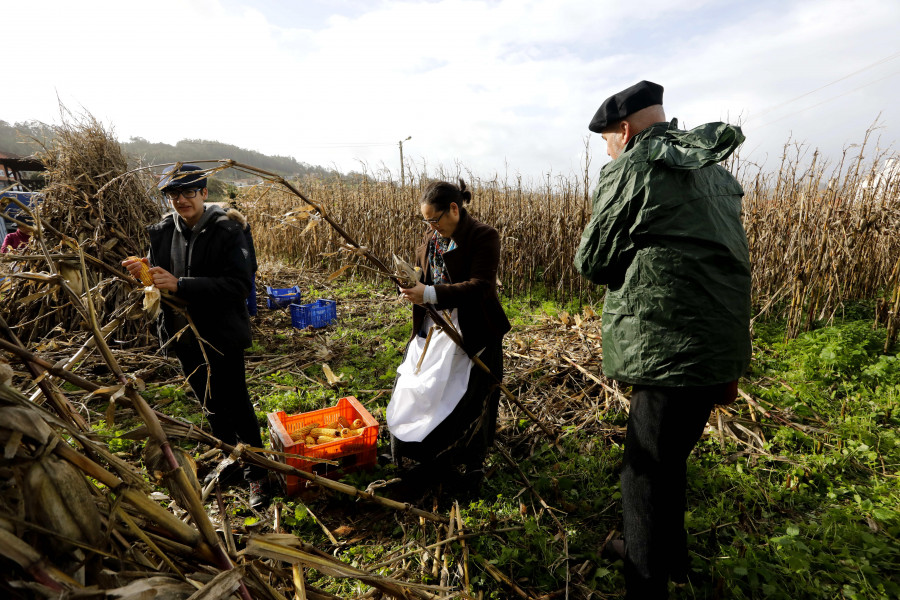 Reportaje | Lañas mantiene viva la tradición con su Esfolla Popular