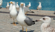 Detectan otros dos nuevos casos de gripe aviar en gaviotas en A Coruña y Ribadeo