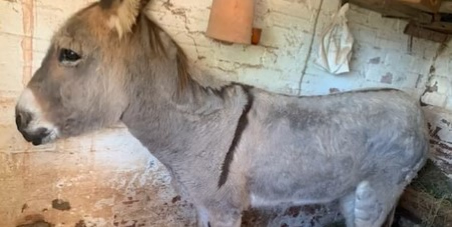 Denunciado un hombre por arrastrar un burro por la carretera atado al coche