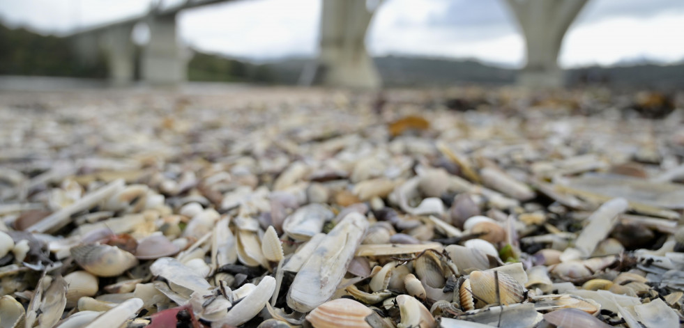 O Pedrido luce 'manto' de lujo: mariscos en vez de arena