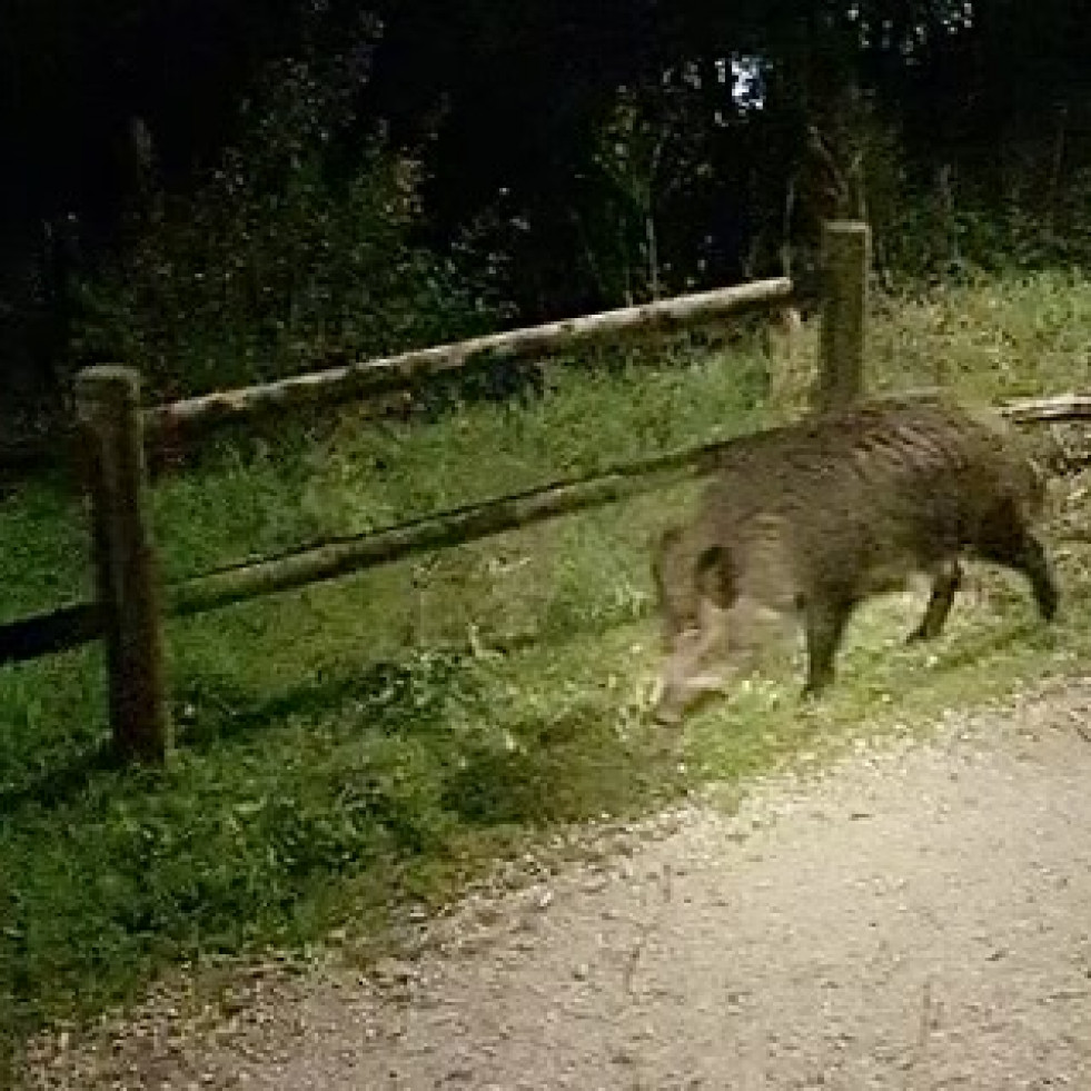 Jabalíes en A Coruña: el retorno