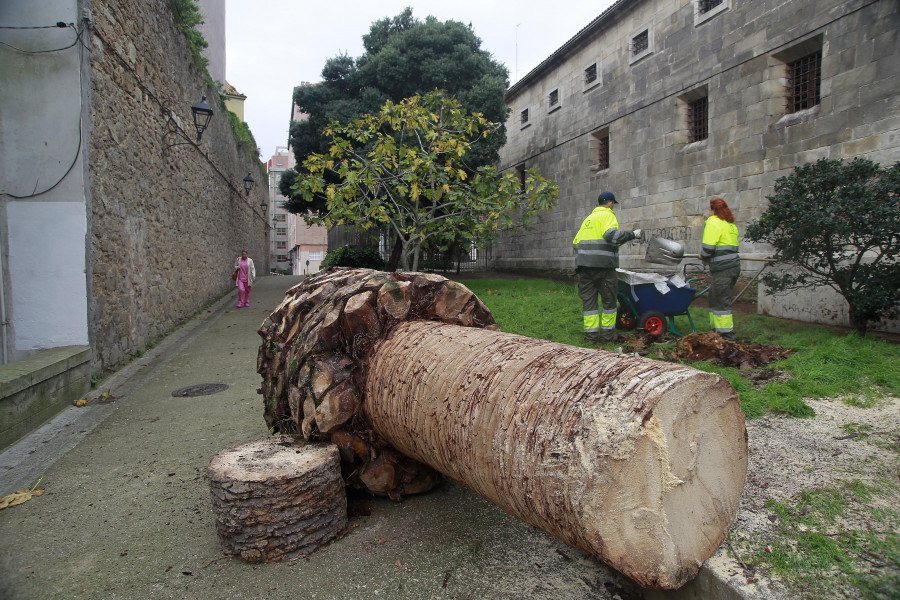 A Coruña pierde otras tres palmeras infectadas por la plaga del picudo rojo