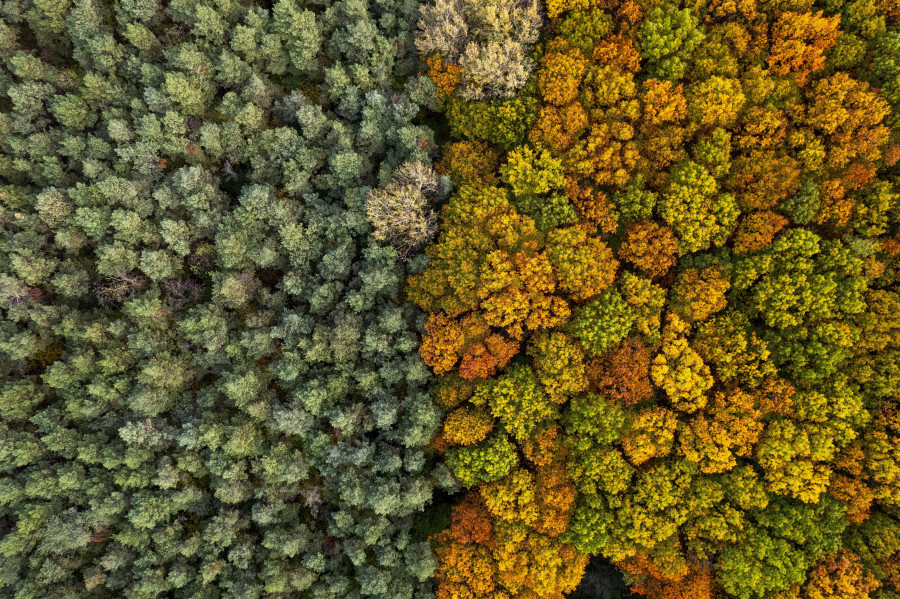 ¿Plantar árboles es la gran solución climática?