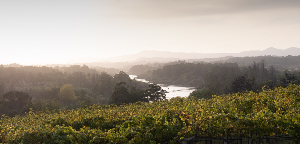 Tim Atkin sitúa a los vinos de Viña Nora entre los mejores blancos de las Rías Baixas