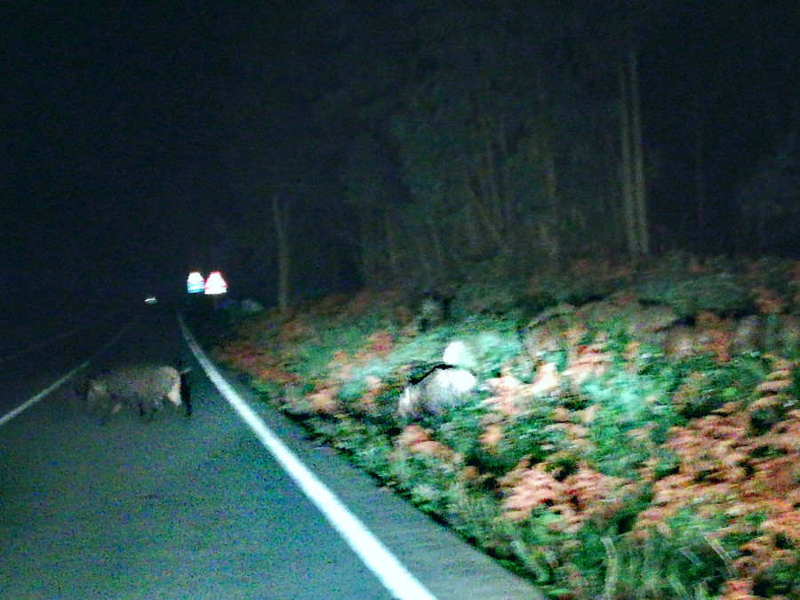 Sorprenden en Oleiros a una piara de una veintena de jabalíes