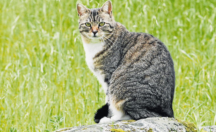 Confunde los maullidos de un gato con el llanto de un niño y alerta a Emergencias en Burela