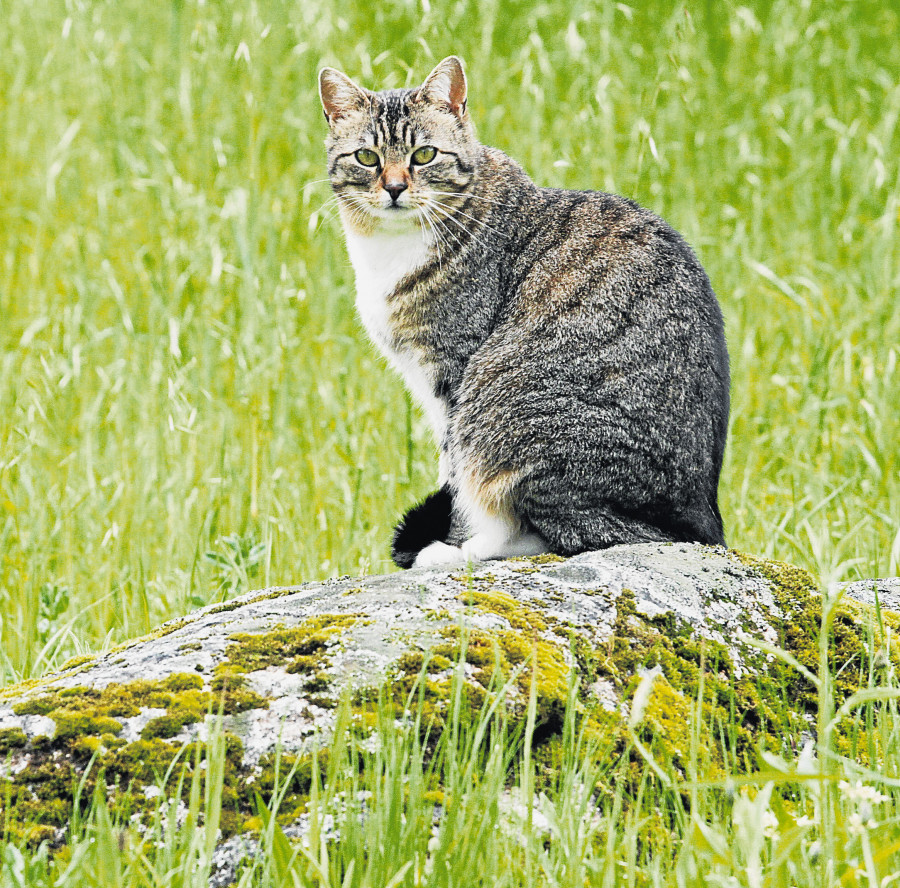 Confunde los maullidos de un gato con el llanto de un niño y alerta a Emergencias en Burela