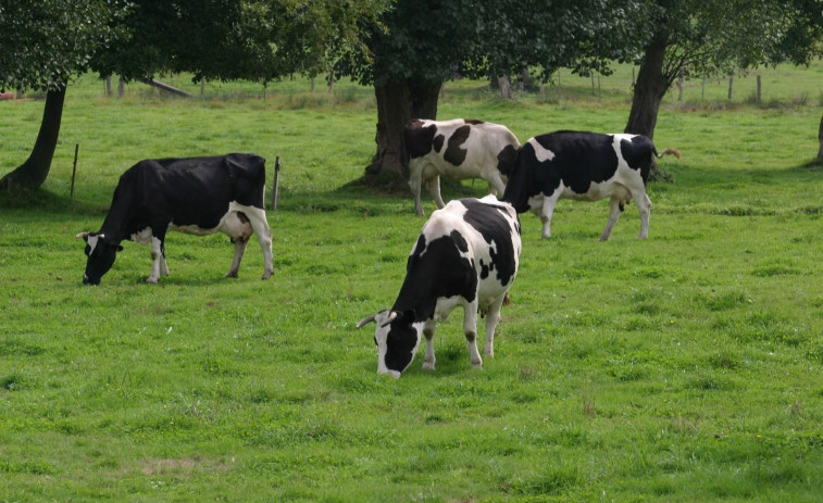 Un tren atropella a tres vacas en Oza-Cesuras