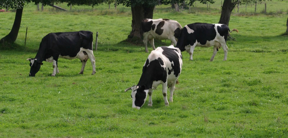 El Sindicato Labrego Galego denuncia nuevos recortes en los precios de la leche